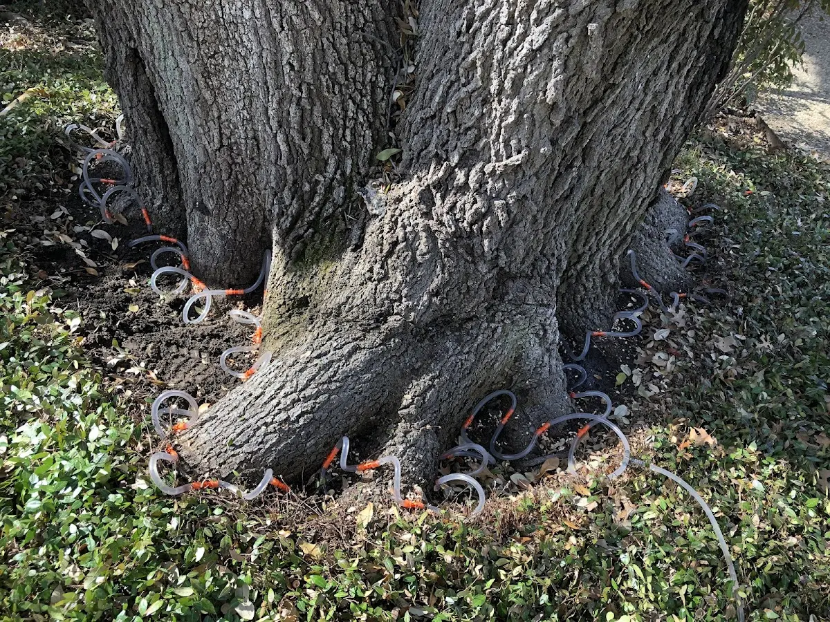 Detailed Tree Cabling and Bracing job site in Shinnston